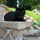 Sambo .2002-2015